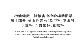 GB／T 37719.4-2024 粮油储藏 储粮害虫检验辅助图谱 第4部分：蛀食性害虫（象甲科、豆象科、长蠹科、长角象科、麦蛾科）