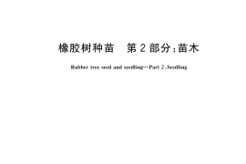 GB／T 17822.2-2024 橡胶树种苗 第2部分：苗木